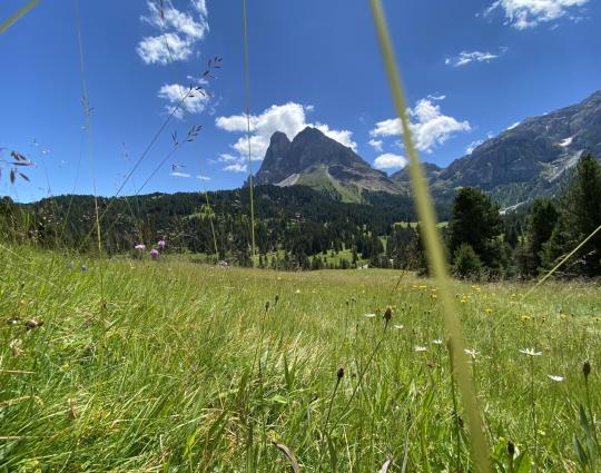 re-zirmkieferweg-sommer-peitler-2