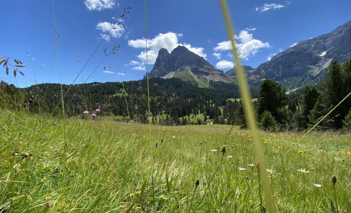 re-zirmkieferweg-sommer-peitler-2